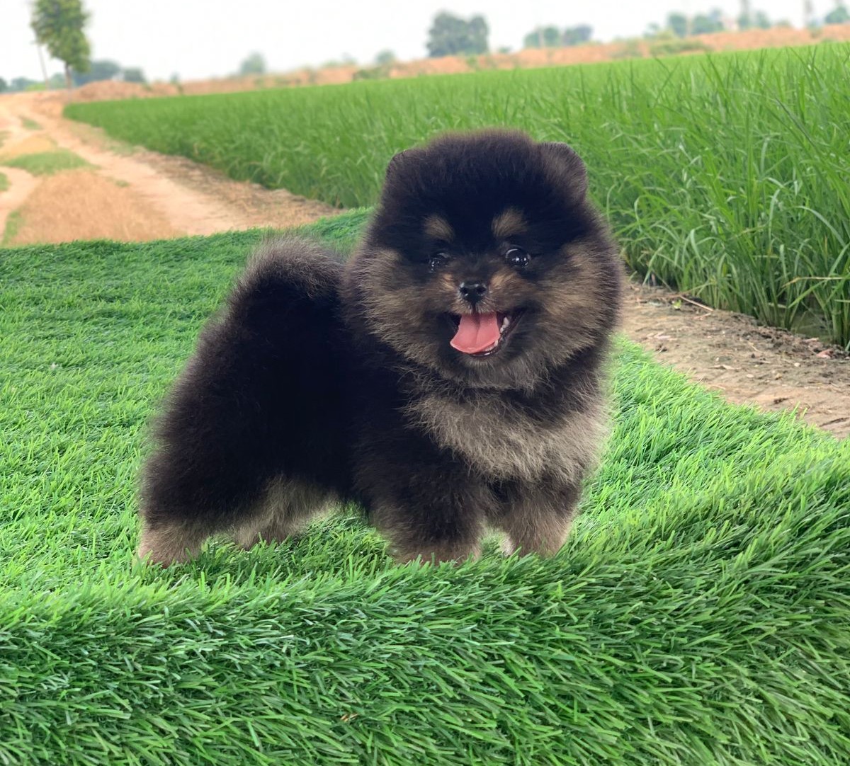 Buy Toy pomeranian puppies online in bangalore